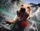 underwater-dogs-2013-calendar (1)