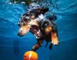 underwater-dogs-2013-calendar